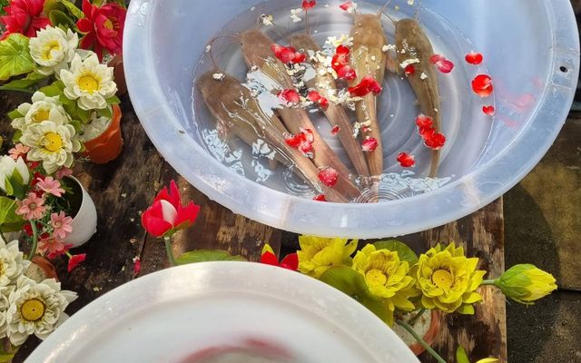 ปล่อยปลาตามวันเกิด 2569 🐟 เกิดวันไหน ปล่อยปลาอะไร จำนวนเท่าไร?