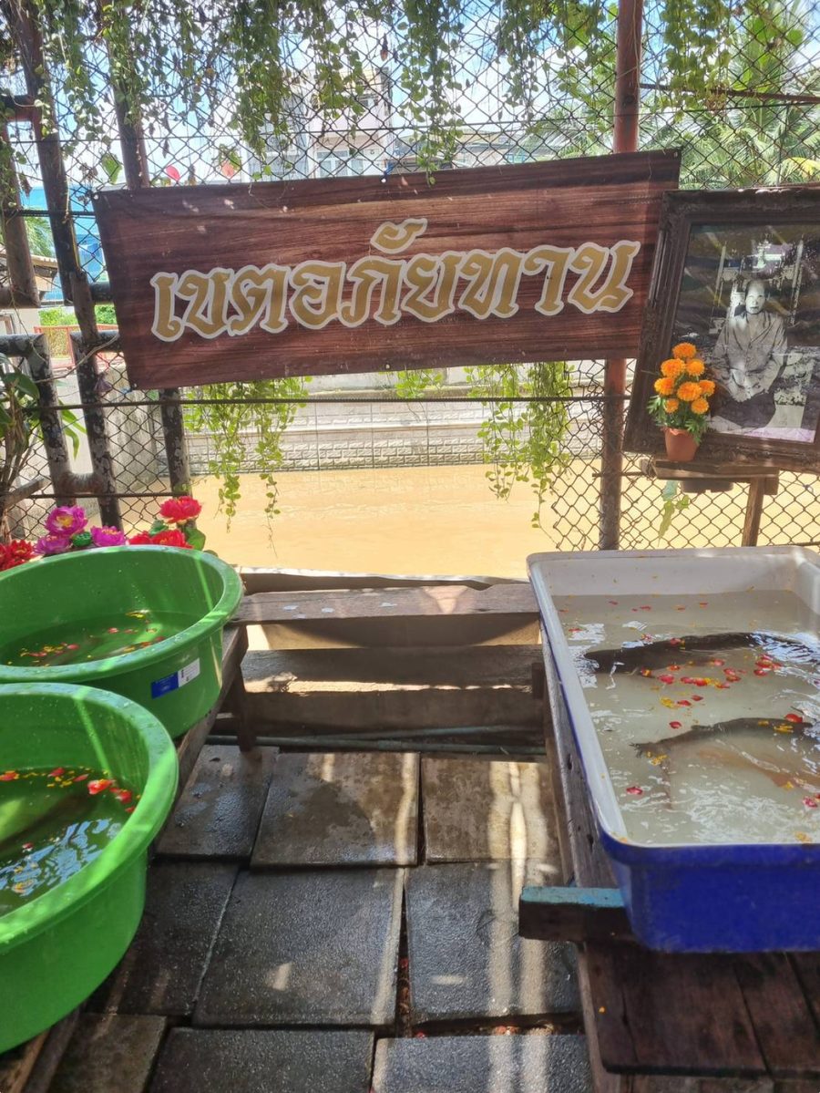 ตัวอย่างปล่อยปลาออนไลน์ ปล่อยปลาปันสุข วัดเทวราชกุญชร