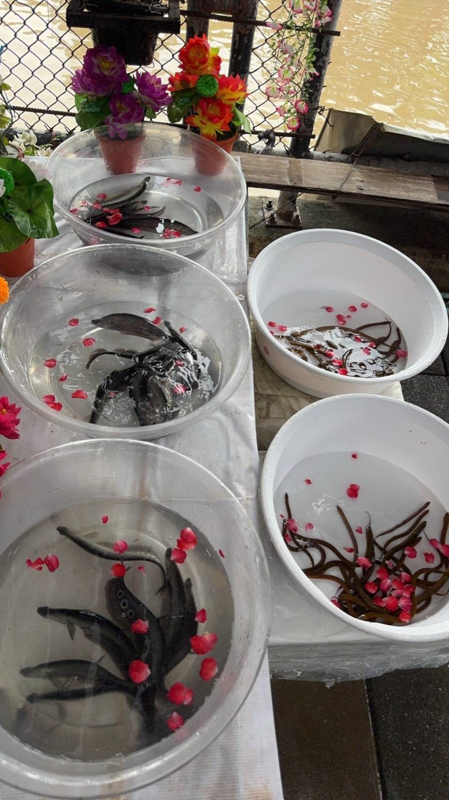 ตัวอย่างปล่อยปลาออนไลน์ ปล่อยปลาปันสุข วัดเทวราชกุญชร