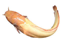 ปลาดุกเผือก