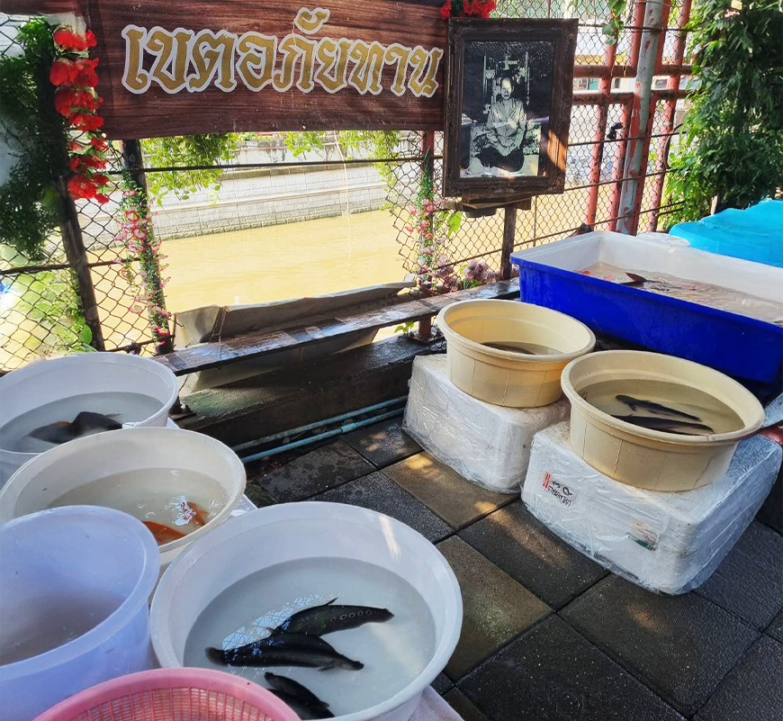 ปล่อยปลา