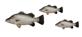 ปล่อยปลาปันสุข