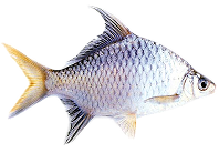 ปล่อยปลาปันสุข