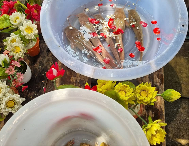 ฝากปล่อยปลาออนไลน์