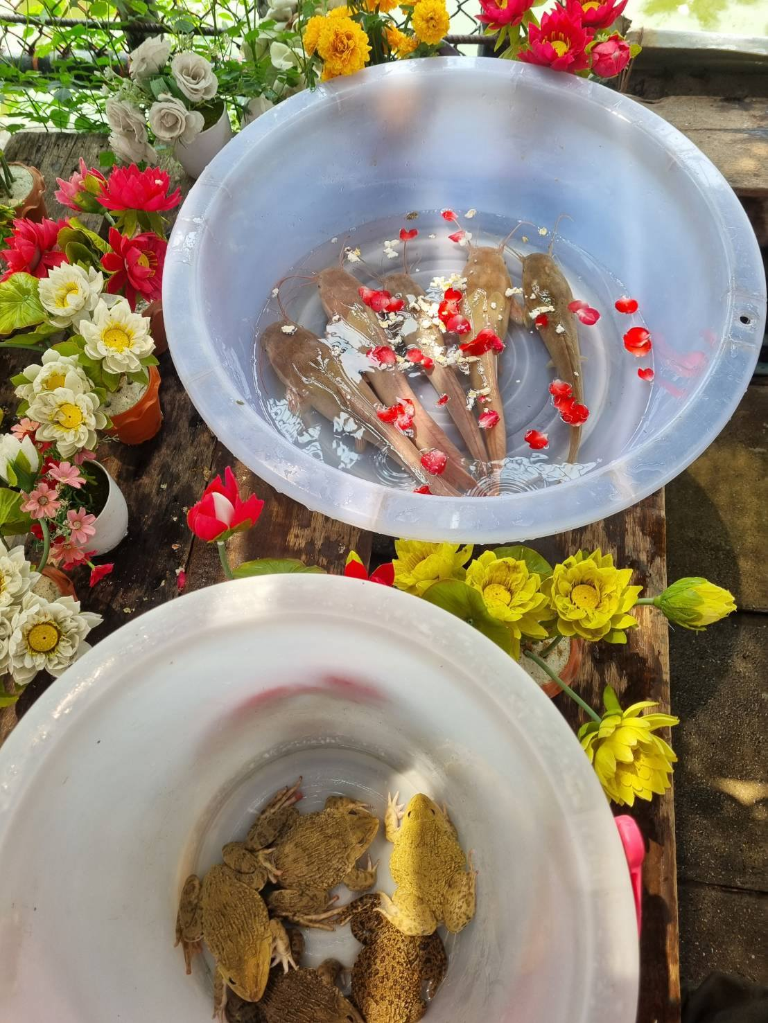 ฝากปล่อยปลาออนไลน์